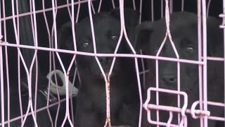 Animal nonprofit in talks with Fresno for spay, neuter funding