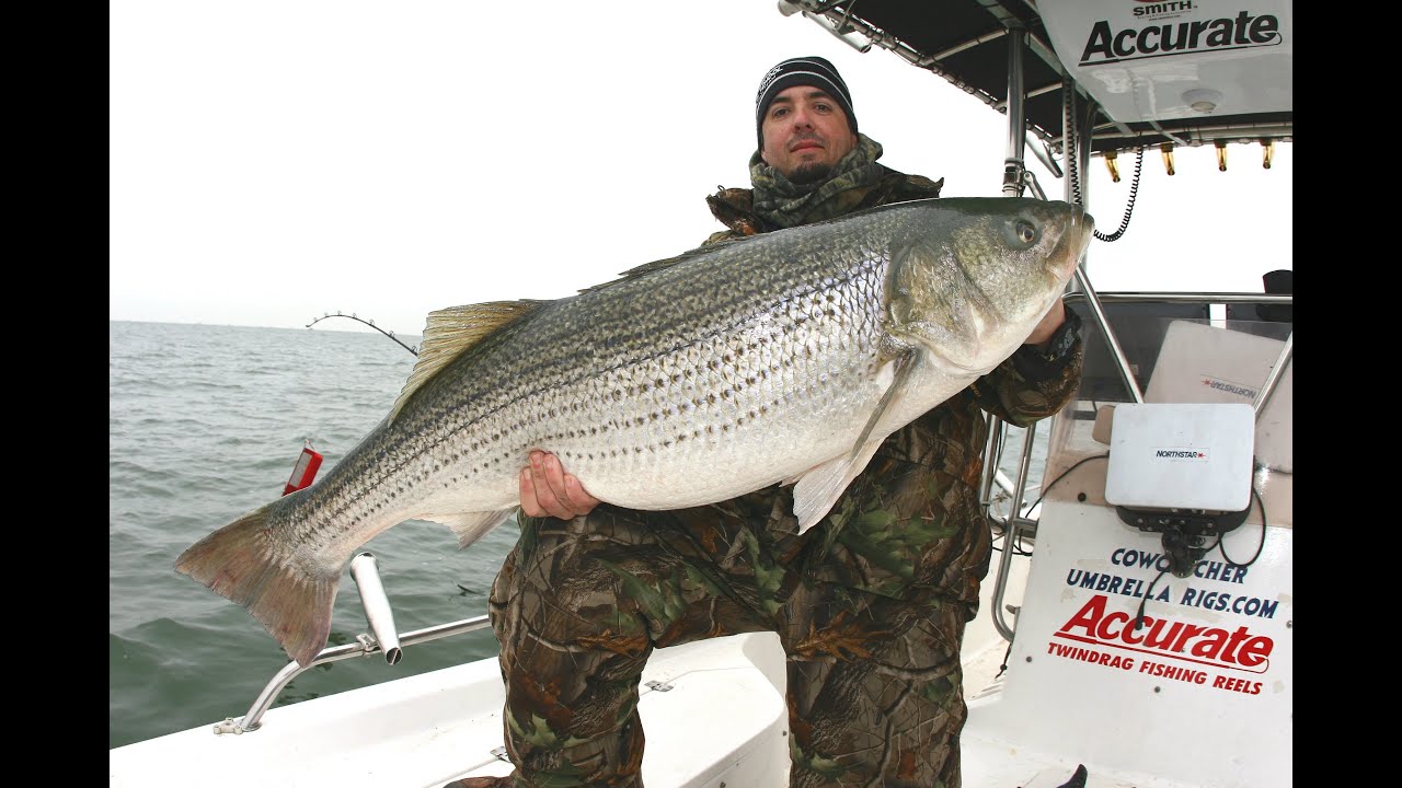 50 lb striper Clearance