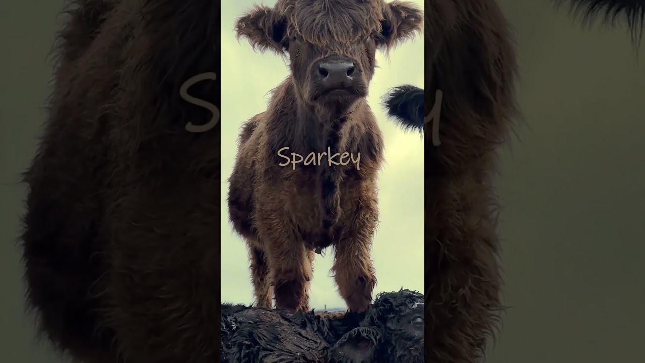 It takes a herd to raise a calf | Mini-Shred day 1