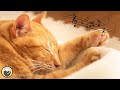 Cat Music - Piano Music and Cat Purring Sounds to Relax Your Cat