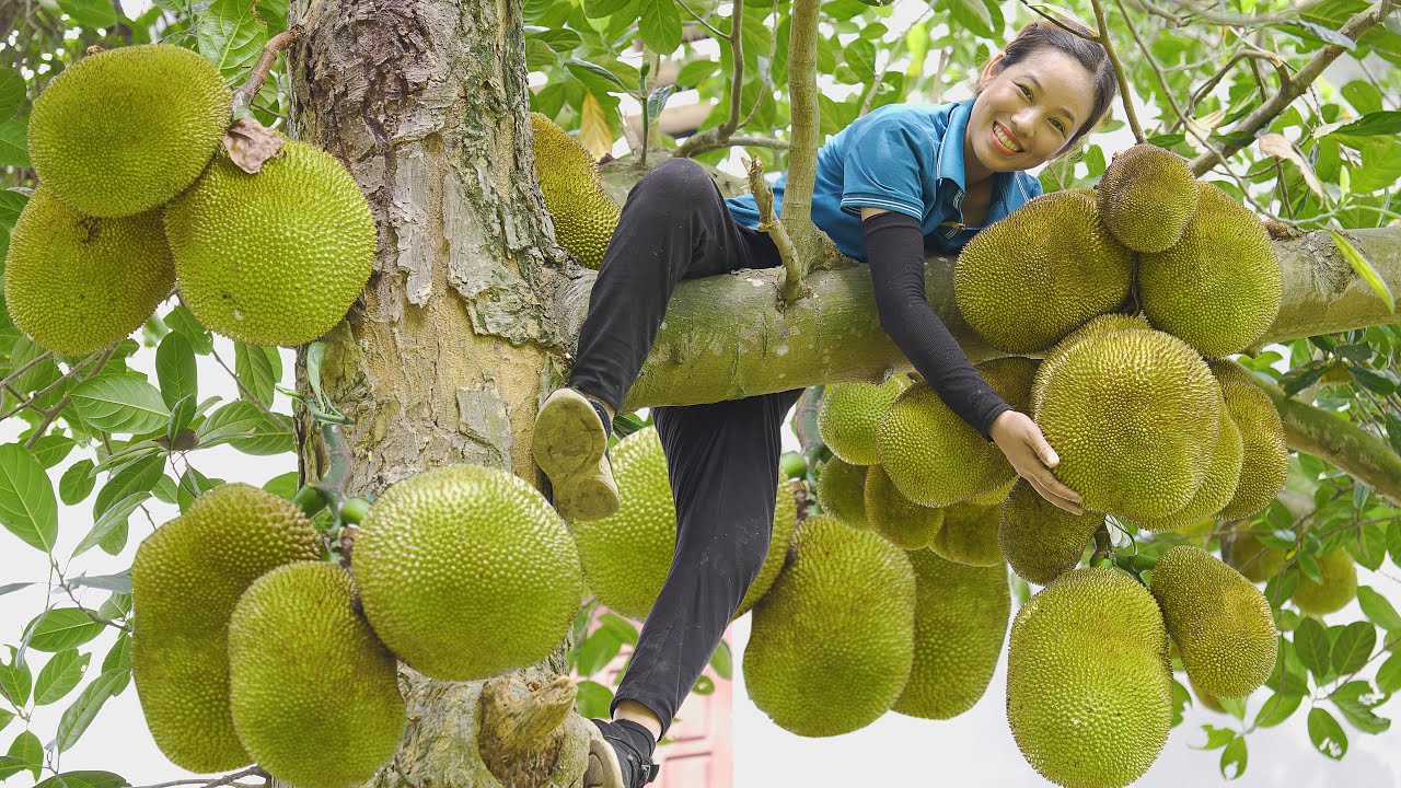 FULL VIDEO 60 DAYS Harvest Jack Fruit & Sweet Potato Goes to the market sell Phuong