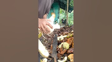 A simple way to peel a coconut