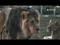 Ai picture catoon video। Catoon Long Video। #ai #cartoon #long #forest #youtube #socialmediamarketin