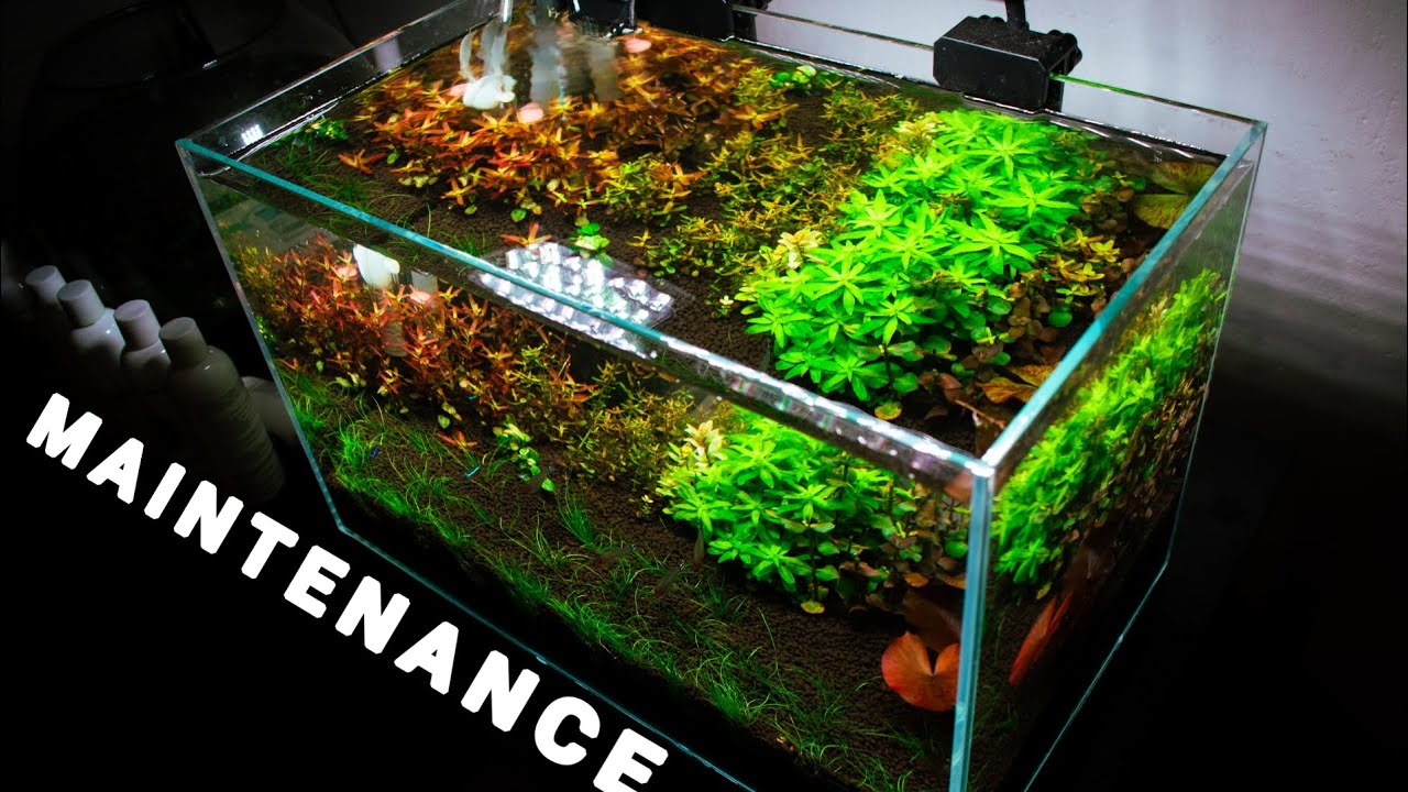 MAINTENANCE ON A NEW PLANTED AQUARIUM THE FIRST 1 Month | മലയാളം #malayalam #plantedaquarium #kerala