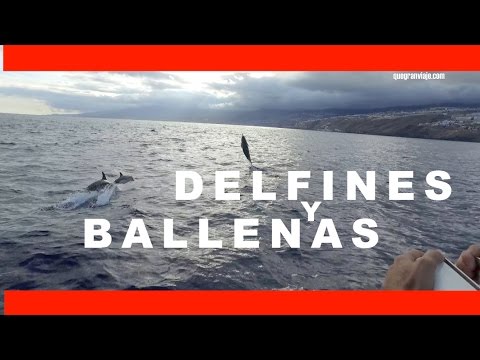 QUÉ HACER EN TENERIFE VIMOS DELFINES Y BALLENAS EN LIBERTAD. Excursión con FlippAventura ballenas yubartas
