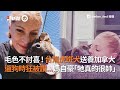 毛色不討喜...台灣虎斑犬送養加拿大 遛狗時狂被讚「很帥」|台灣犬|寵物|狗
