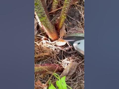 Уход за малиной не сложный, но обязательный😌 - YouTube