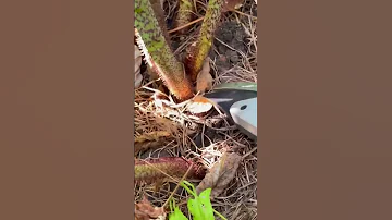 Уход за малиной не сложный, но обязательный😌