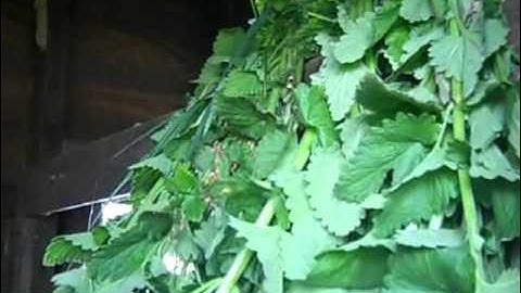 Garden 2011 ~ CatNip Harvest