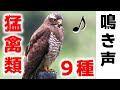 【解説】鳥の鳴き声9種(猛禽類)