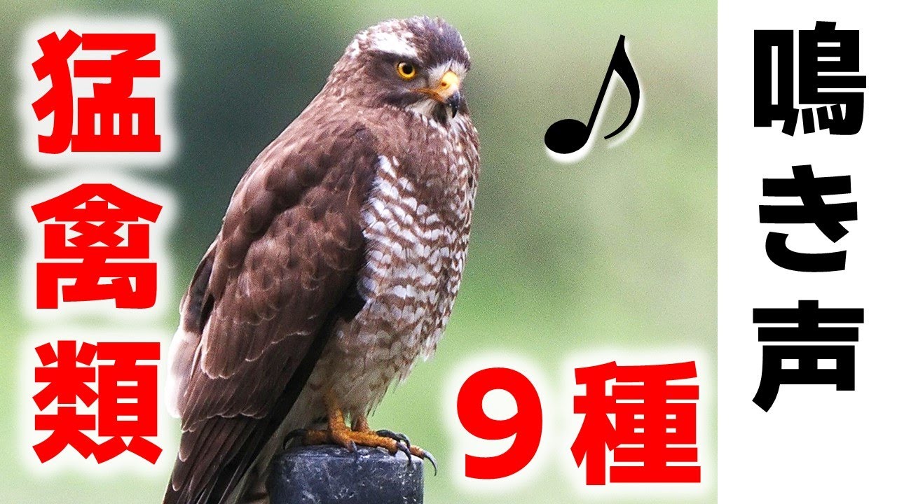 鷹 の 鳴き声