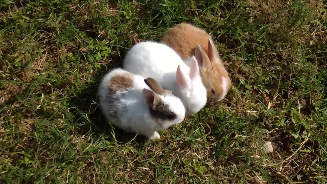 Cute rabbit babies 