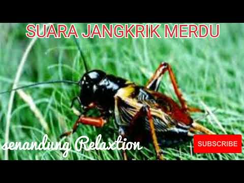 SUARA JANGKRIK MERDU BIKIN RINDU KAMPUNG HALAMAN... (senandung relaxtion)