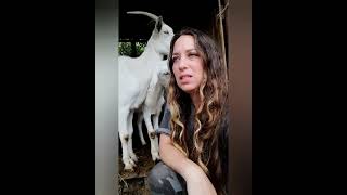 mastitis en cabras y cómo se trata
