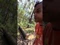 Смотрите как пилят деревья в Польше