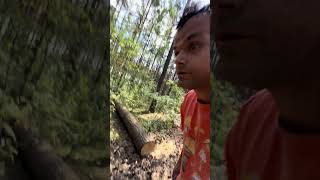 Смотрите как пилят деревья в Польше