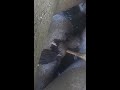 トンビを助けようとしたら…