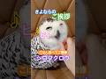 最後にみなさまにご挨拶するシロフクロウ20260702ライブ ハイライト#snowyowl #シロフクロウ #owl #フクロウ