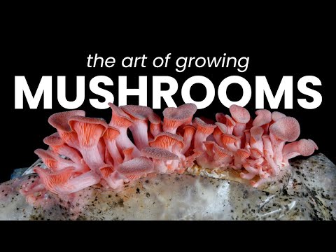 The Art of Growing Mushrooms: Timelapse Compilation