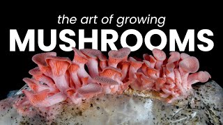 The Art of Growing Mushrooms: Timelapse Compilation