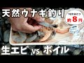 スーパーでほぼ確実に手に入るバナメイエビで、ウナギ釣りに挑む。