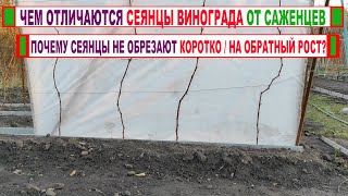 видео: 🍇 Узнай! В чем разница между СЕЯНЦАМИ и САЖЕНЦАМИ ВИНОГРАДА. Как обрезать СЕЯНЦЫ винограда 1 год. картинка: 🍇 Узнай! В чем разница между СЕЯНЦАМИ и САЖЕНЦАМИ ВИНОГРАДА. Как обрезать СЕЯНЦЫ винограда 1 год.