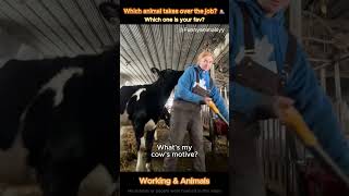 Every animal wants a piece of the work 🐔💥 #farm #animals #farmlife #cow