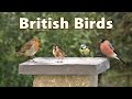 Birds in A British Garden