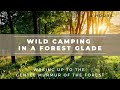 Wild Camping | Waking In a Forest Glade | ASMR Soundscapes for Sleep &amp; Relaxation