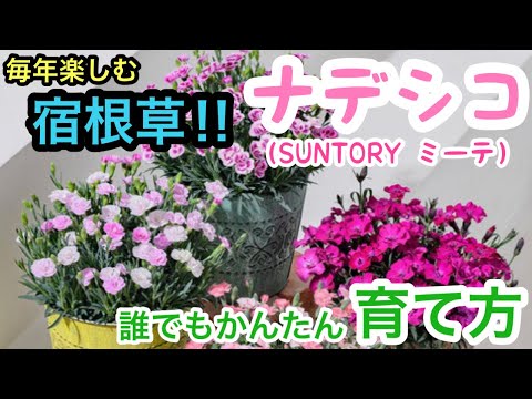 毎年楽しむ宿根草！『ナデシコ』の育て方🌱SUNTORYミーテ❣️簡単な育て方。