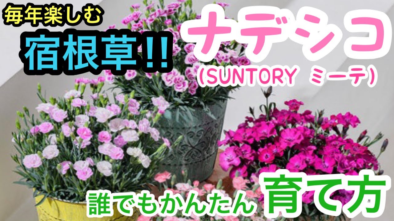 毎年楽しむ宿根草 ナデシコ の育て方 Suntoryミーテ 簡単な育て方 Youtube