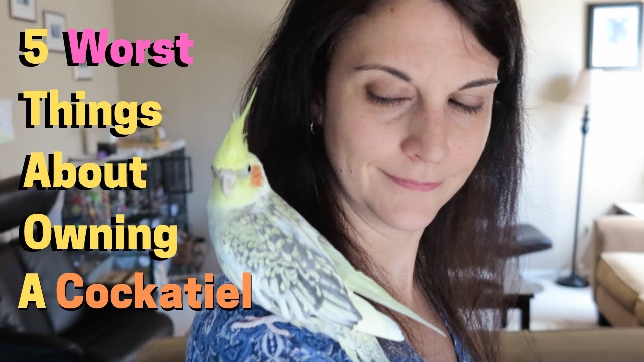 5 Worst Things About Owning A Cockatiel