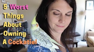 5 Worst Things About Owning A Cockatiel