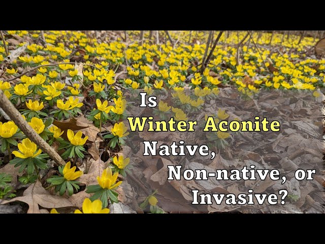 Is Winter Aconite (Eranthus hyemalis) Native, Non-native, or Invasive to  North America? - YouTube