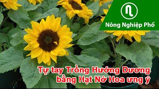 Cách trồng hoa hướng dương bằng hạt tại nhà siêu đơn giản