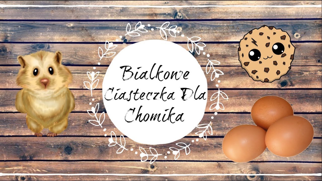 Białkowe ciasteczka dla Chomików 🍪🐹