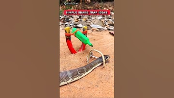 Amazing snake trap using pliers | #shorts #snake