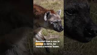 World Hyena Day 🐾 | FOUR PAWS | [SUBS]
