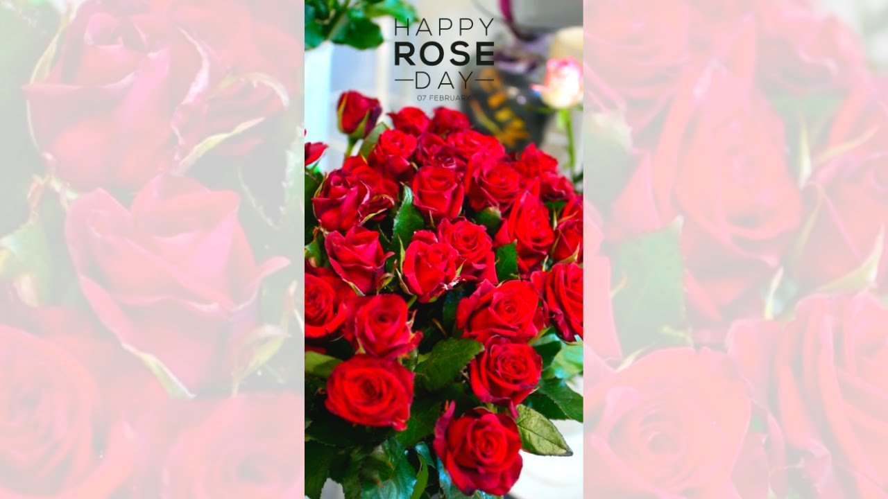 Happy Rose Day 