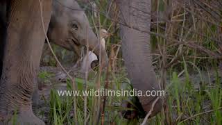 Baby Elephant Walk: Chhota hathi matches paces with Mama hathi at Kaziranga National Park in Assam by WildFilmsIndia 171 views 7 hours ago 2 minutes, 34 seconds