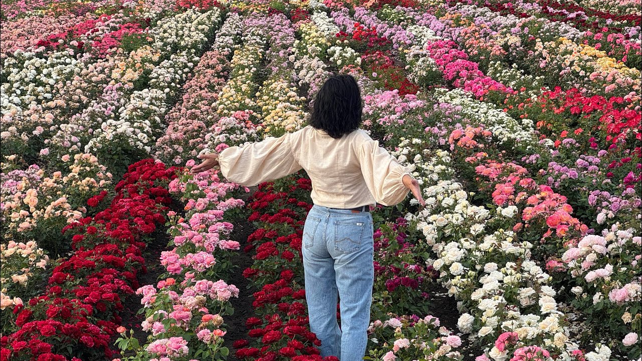 Новинки сортов роз, последних лет.. это те, тренды,которые только входят в наши сады..Как они вам?