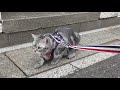 猫　ゆうなちゃんハーネスを着けて外をお散歩　【ねこ cat】