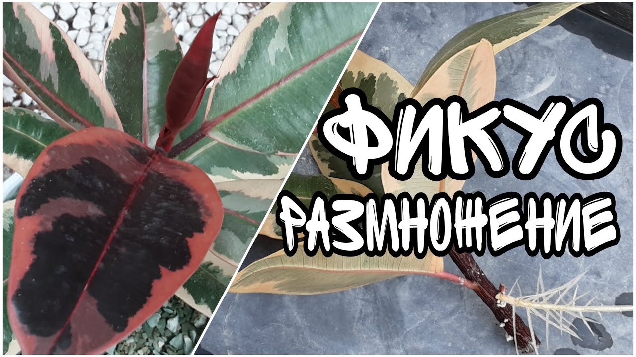 ФИКУС черенкование, укоренение, размножение, выращивание в ЦЕОЛИТЕ
