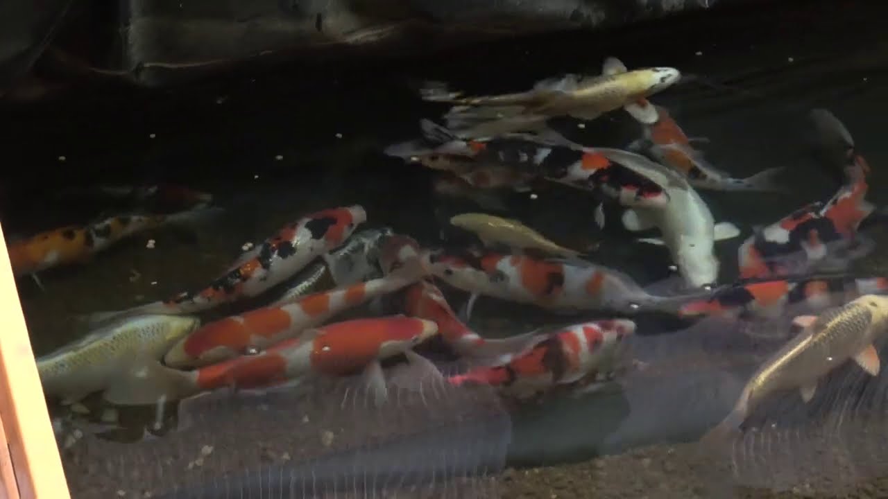 錦鯉の品種紹介と１０トン巨大池の餌やり Youtube