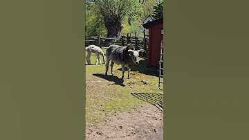 Zebu Cow Is About The Place Looking For Grass To Eat Toronto Canada Jun3 2025 