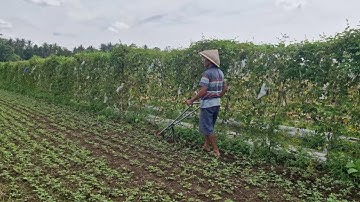 AMAZING! SMART FARMERS MAKE WEEDING PEANUT PLANTS EASY WITH THIS UNIQUE TOOL. - Agriculture Farming