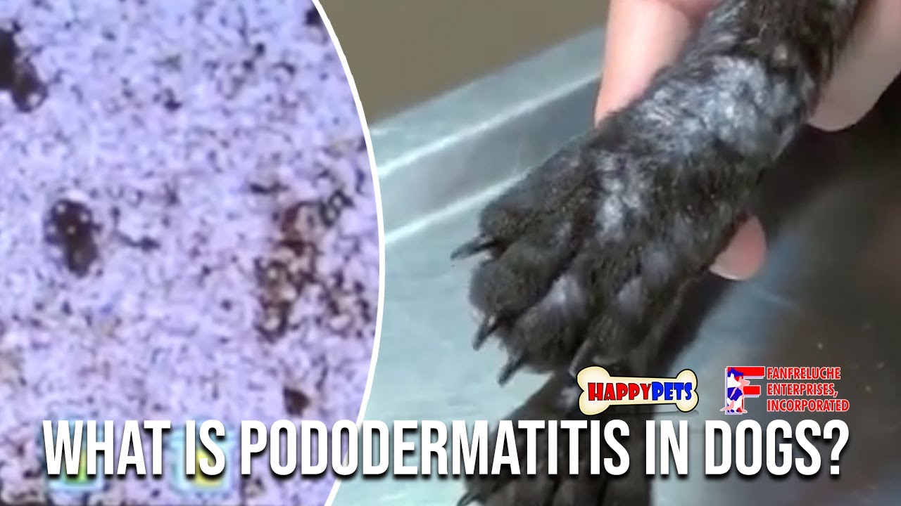 PODODERMATITIS? What is it? - YouTube