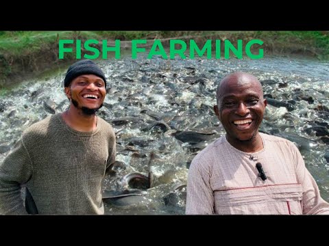 This Civil Engineer Establish The Fastest Growing Fish Farm in Ilorin Nigeria