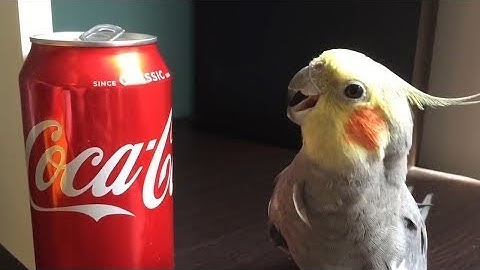 Funny Parrots Going Crazy - Cutest Parrots Compilation 2020