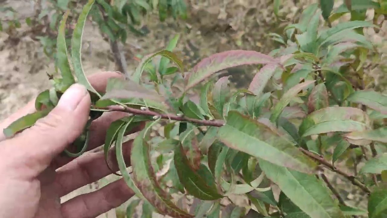 Đào cành kém bán tám đồng liệu có ổn không các bác ơi ace xem ung ý ủng hộ e ạ gọi e 0961391518